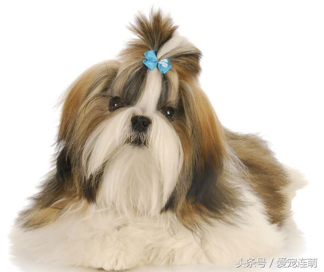 狗狗意外受孕怎么处理,狗狗备孕检查注意事项