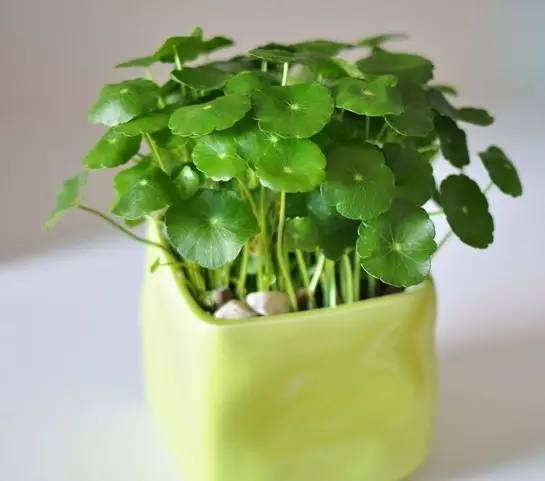 适合办公桌上养的小清新水培植物,水培绿植办公室