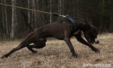 又帅又霸气的猛犬,猛犬长大后有多霸气