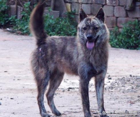 又帅又霸气的猛犬,猛犬长大后有多霸气