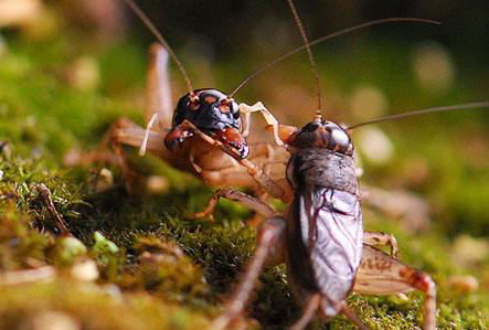 农村常吃的十种虫子,小时候常吃的八种虫子