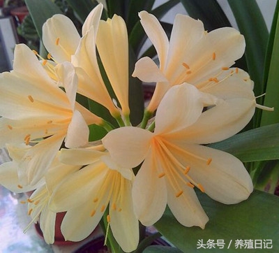 君子兰不在正中开花却在旁边开花,君子兰开花以后是不是年年开花