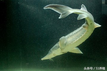 鲟鱼对养殖水指标要求,观赏鲟鱼养殖水温条件