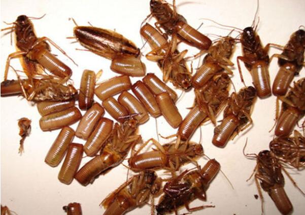 蟑螂药靠气味消灭蟑螂吗,怎么灭蟑螂药最好最有效