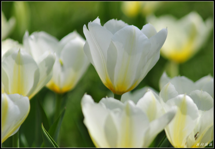 郁金香花卉摆放,郁金香花卉基地
