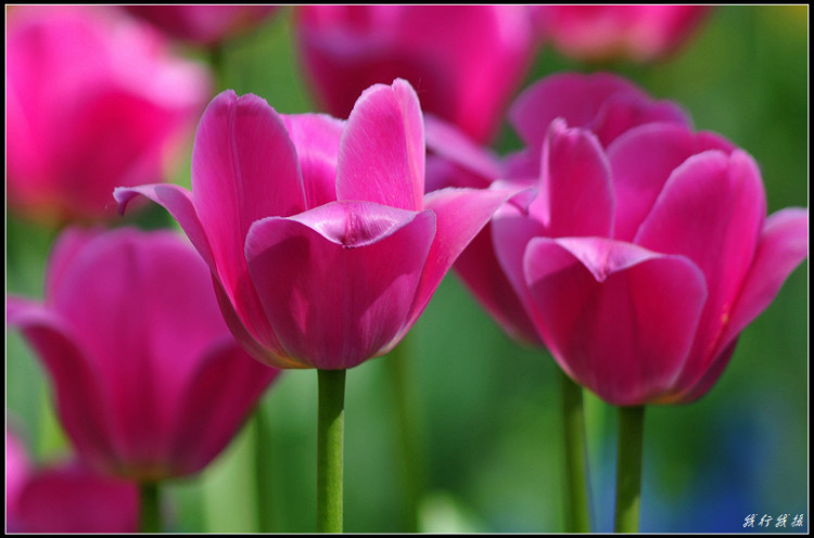 郁金香花卉摆放,郁金香花卉基地