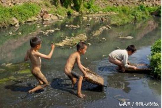 泥鳅养殖前景和价格,泥鳅现在市场价格是多少