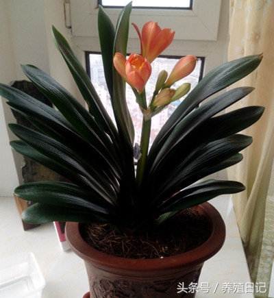 君子兰不在正中开花却在旁边开花,君子兰开花以后是不是年年开花