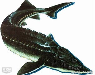 鲟鱼对养殖水指标要求,观赏鲟鱼养殖水温条件