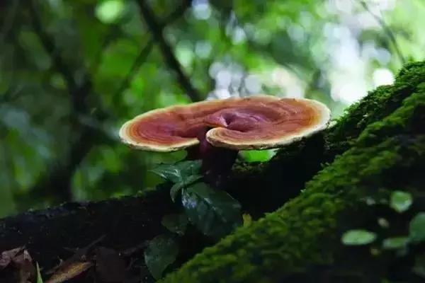 刘虎岐：想种植中草药来赚钱？这些知识点你得先了解！