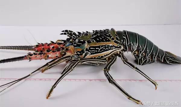 12种常见虾图解大全,给你科普一下虾的种类