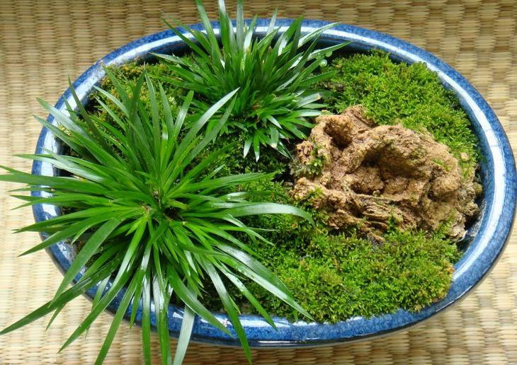 金钱菖蒲什么香味,从化金钱菖蒲