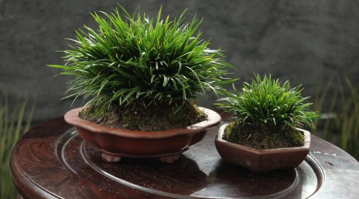 金钱菖蒲什么香味,从化金钱菖蒲