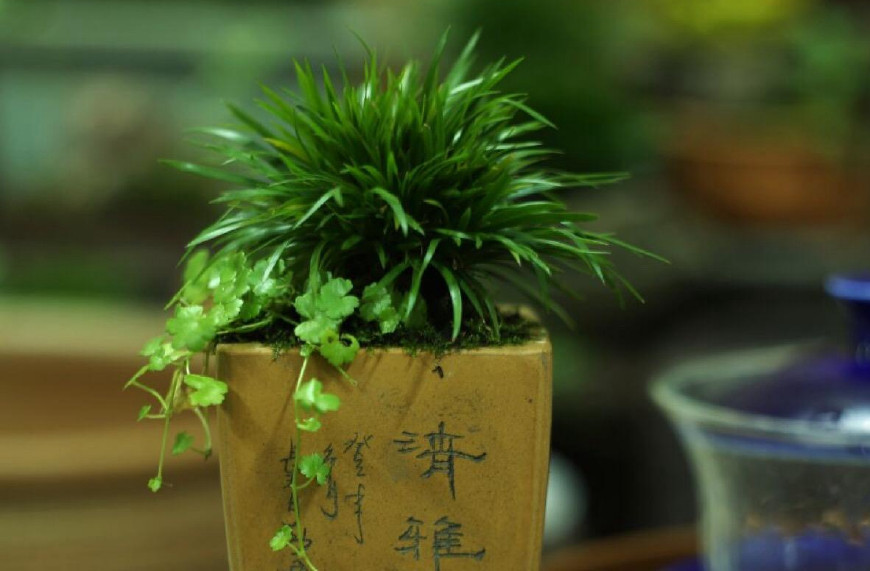 金钱菖蒲什么香味,从化金钱菖蒲