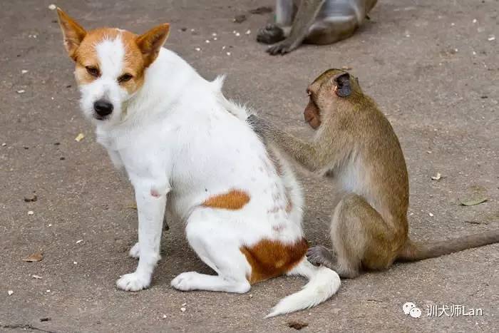 狗狗防治跳蚤，用对方法才是关键