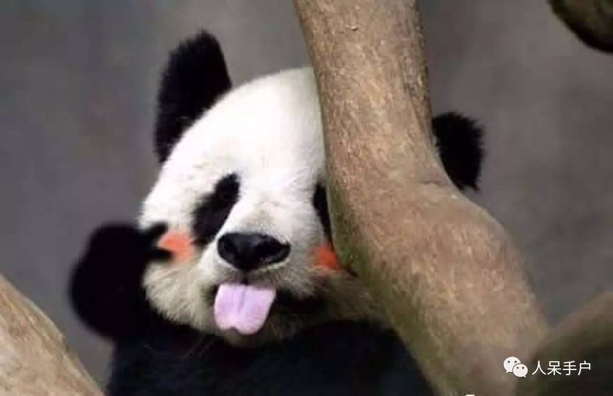 熊猫还是中国一级保护动物吗,秦金丝猴是国家一级保护动物