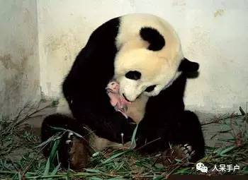 熊猫还是中国一级保护动物吗,秦金丝猴是国家一级保护动物