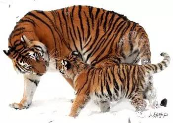 熊猫还是中国一级保护动物吗,秦金丝猴是国家一级保护动物