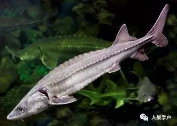 熊猫还是中国一级保护动物吗,秦金丝猴是国家一级保护动物