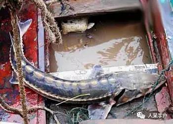 熊猫还是中国一级保护动物吗,秦金丝猴是国家一级保护动物