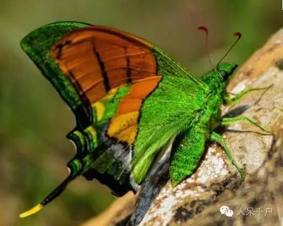 熊猫还是中国一级保护动物吗,秦金丝猴是国家一级保护动物