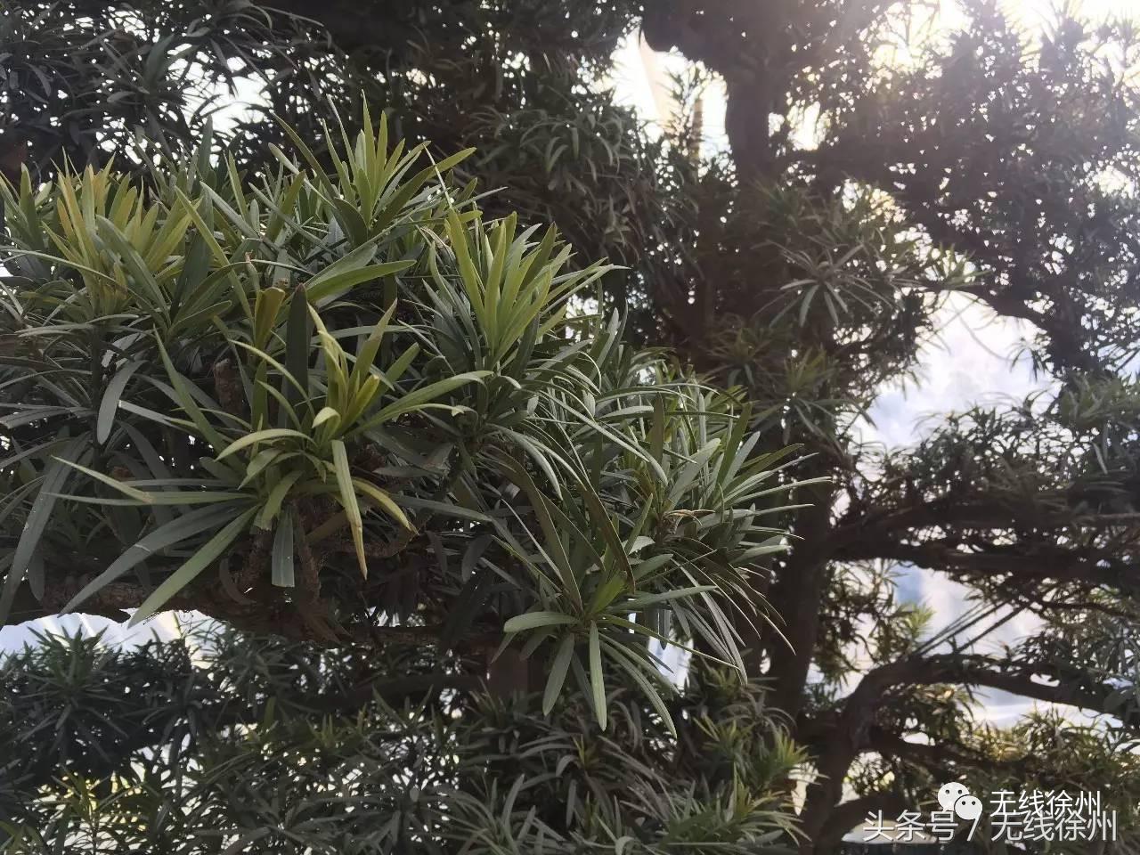 三民街的石板路，名校往事，老政府大院的1924，看徐州这条路