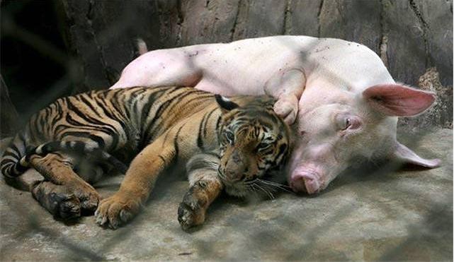 这5个生肖命最好有富贵有福缘,最容易漏财的四大生肖配对