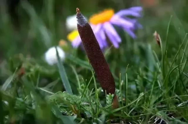 刘虎岐：想种植中草药来赚钱？这些知识点你得先了解！