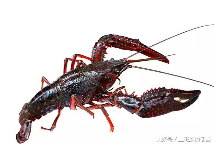 12种常见虾图解大全,给你科普一下虾的种类