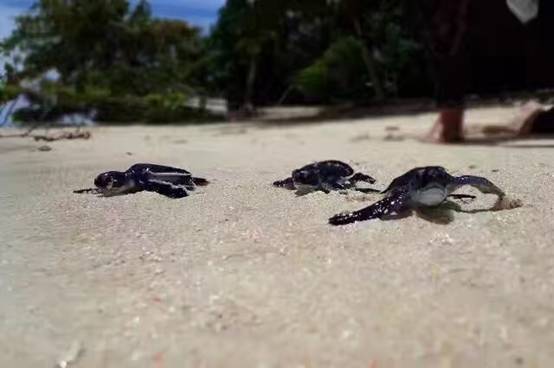 阳春三月，小萌高管们受邀齐飞诗巴丹参加“马布海洋日”~
