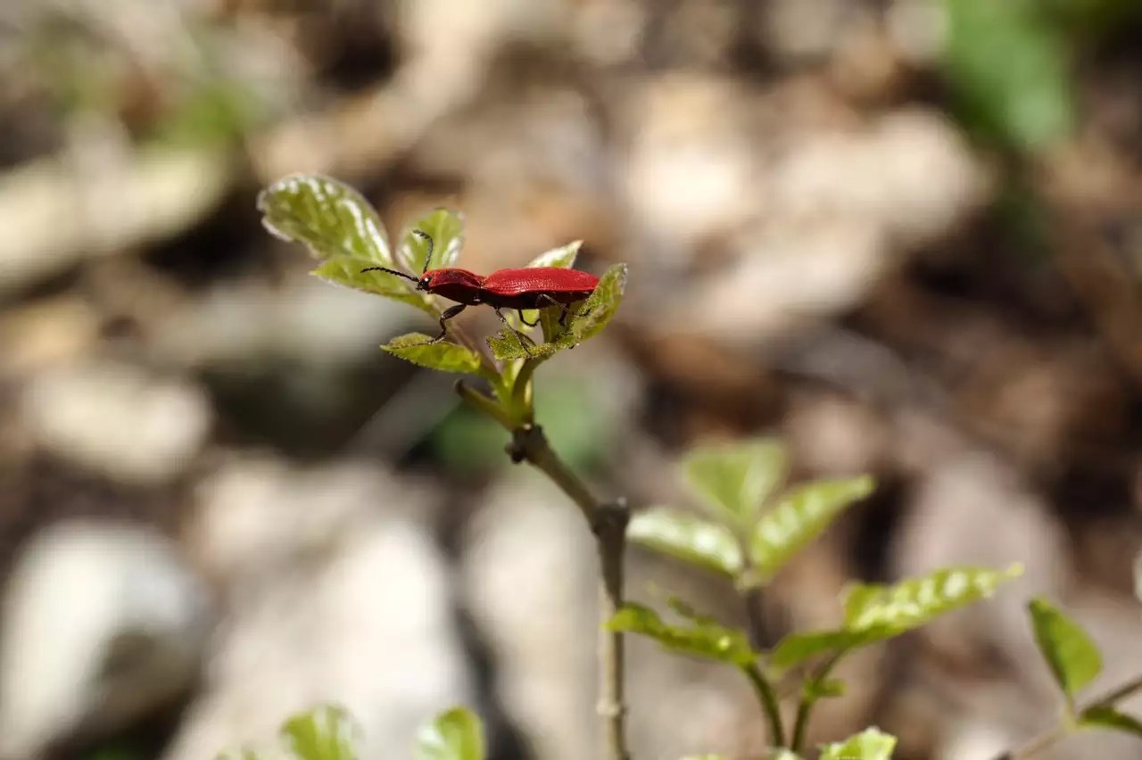 M4/3微单系统中，最适合摄影旅行的三款便携相机