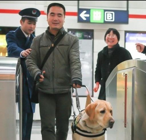 拥有导盲犬的人都是完全看不见吗,和主人不离不弃的导盲犬