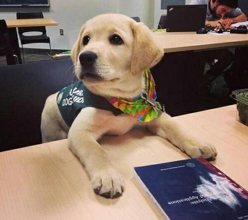 拥有导盲犬的人都是完全看不见吗,和主人不离不弃的导盲犬