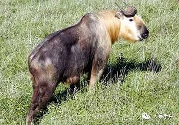 熊猫还是中国一级保护动物吗,秦金丝猴是国家一级保护动物