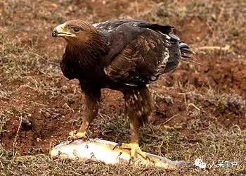 熊猫还是中国一级保护动物吗,秦金丝猴是国家一级保护动物