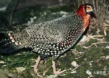 熊猫还是中国一级保护动物吗,秦金丝猴是国家一级保护动物