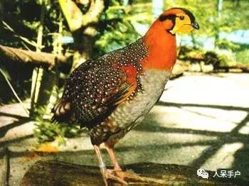 熊猫还是中国一级保护动物吗,秦金丝猴是国家一级保护动物