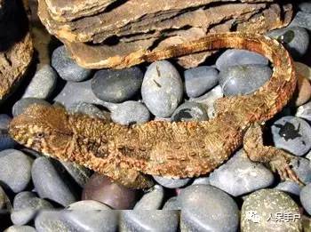 熊猫还是中国一级保护动物吗,秦金丝猴是国家一级保护动物