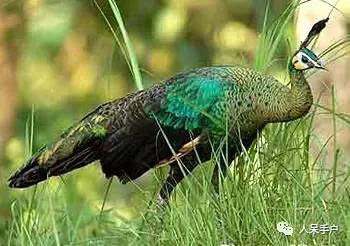 熊猫还是中国一级保护动物吗,秦金丝猴是国家一级保护动物