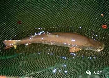 熊猫还是中国一级保护动物吗,秦金丝猴是国家一级保护动物