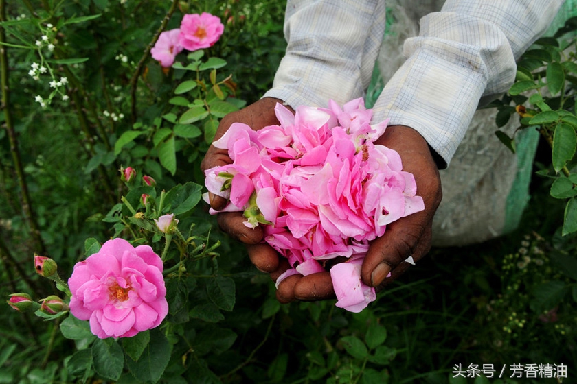 最全面最实用的精油配方,最详细的精油配方大全