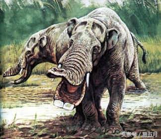 史前象科：大家伙们成为了早期人类的肉类仓库