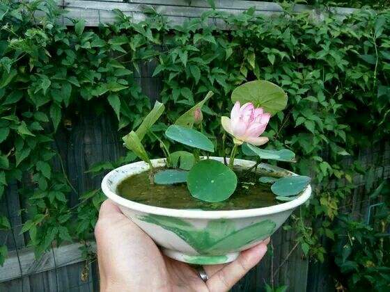 适合懒人养的花卉只要浇水就能活,可以在水里养的花卉