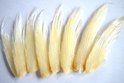 素鱼翅和真鱼翅的区别在哪里,贵族鱼翅和鱼翅的区别在哪里呢