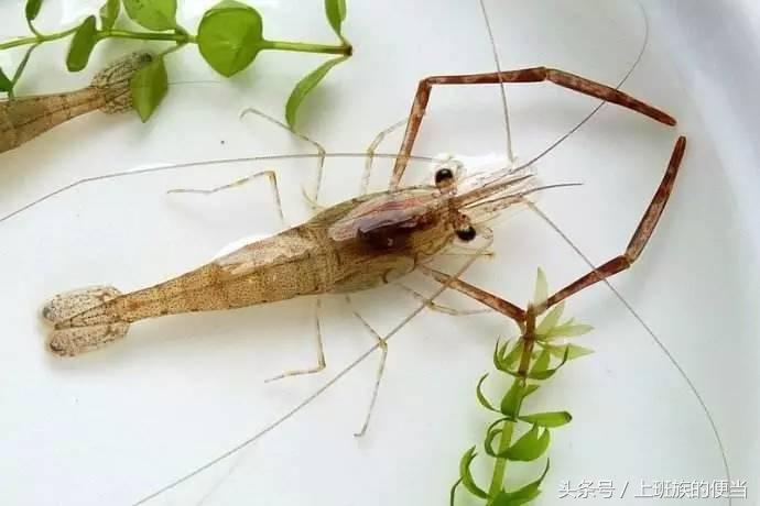 12种常见虾图解大全,给你科普一下虾的种类
