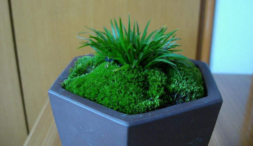 金钱菖蒲什么香味,从化金钱菖蒲