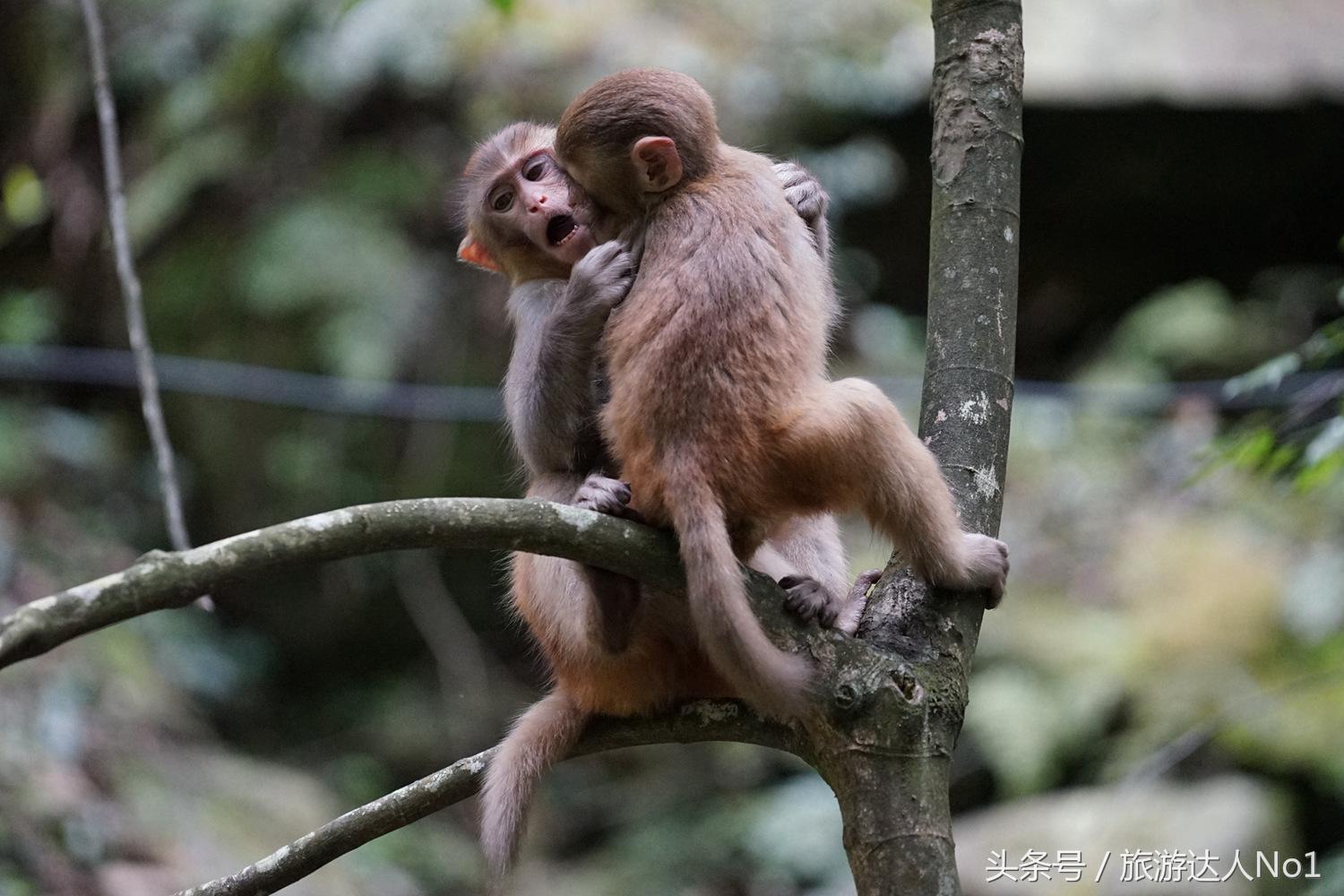 游记张家界8天旅游详细攻略,张家界天门山森林公园美景游记