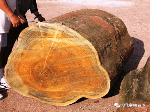 价值80个亿的金丝楠木老房子,价值八亿的金丝楠木古宅