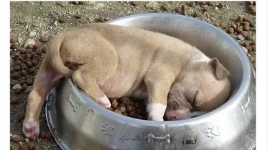 从狗狗的奇葩睡姿中判断安眠程度，你家的汪有没有中枪呢？