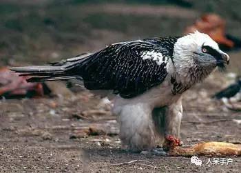 熊猫还是中国一级保护动物吗,秦金丝猴是国家一级保护动物